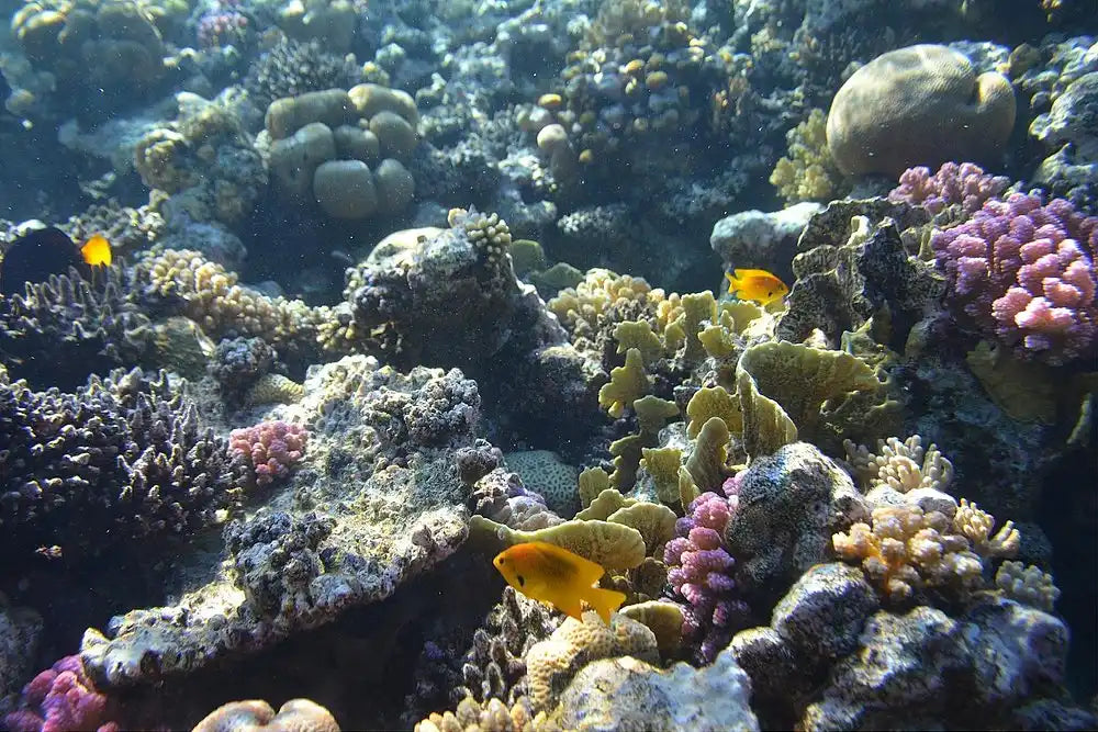 沙姆沙伊赫：乘船前往拉斯穆罕默德的浮潜之旅