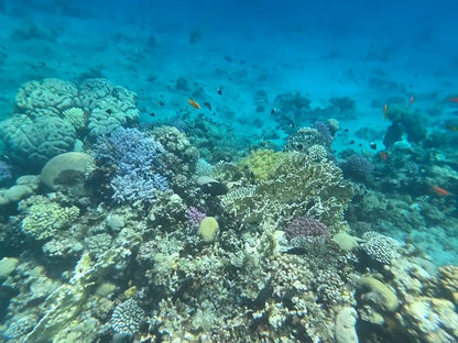 Sharm El Sheikh: Safari de Jipe 4x4 para Blue Hole, Canyon e Dahab