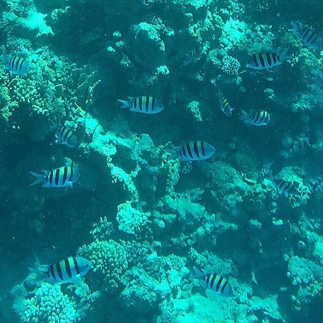 Hurghada: Perjalanan Snorkeling ke Pulau Giftun dengan Makan Siang