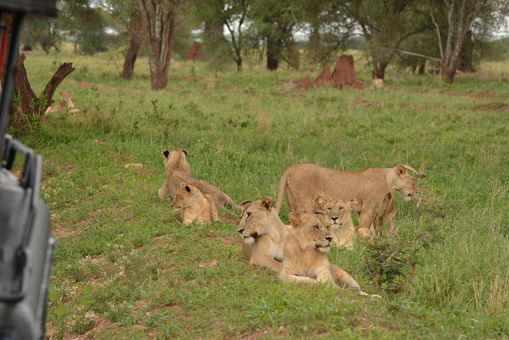 Arusha: 6-tägige private Safari in die Serengeti, zum Ngorongoro-Krater und nach Tarangire