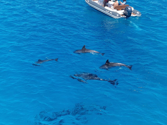 Hurghada: passeio pela Dolphin House com mergulho com snorkel e passeio de banana boat