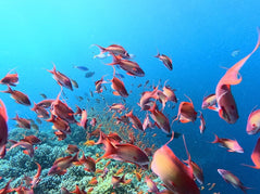 Sharm El Sheikh: Safari Jeepem 4x4 do Blue Hole, Kanionu i Dahab