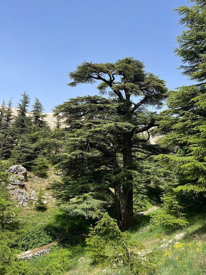 Von Beirut: Bcharre, Qadisha Valley & Cedars Tour