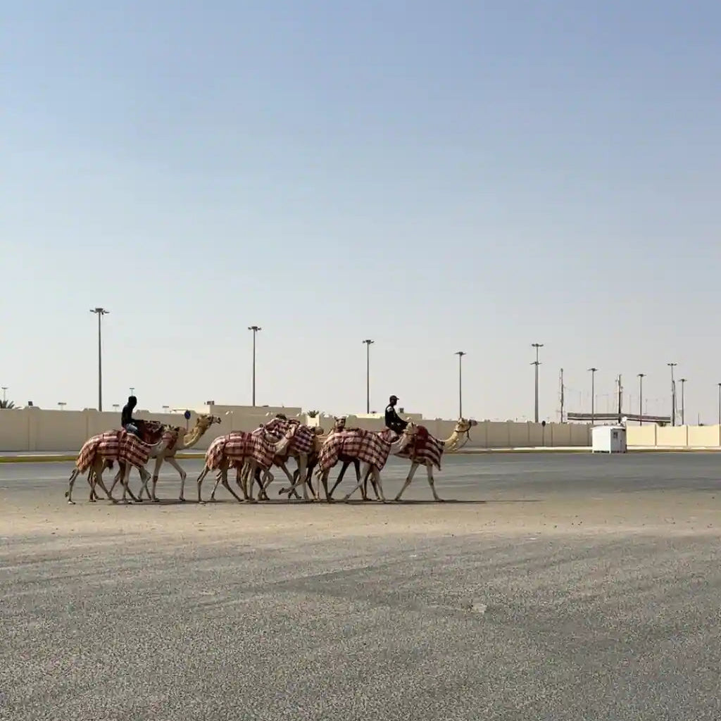 Doha: Heldags privat tur til Nord- og Vest-Qatar