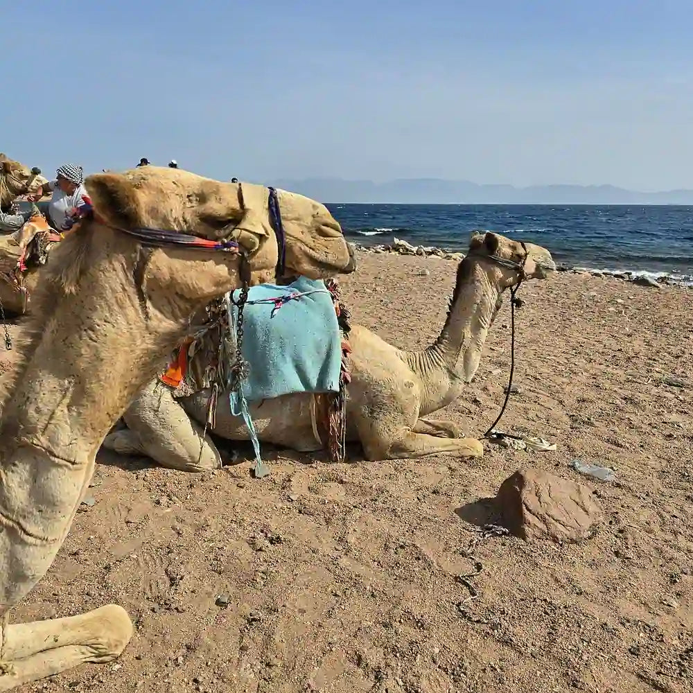 Sharm El Sheikh: Safari de Jipe 4x4 para Blue Hole, Canyon e Dahab