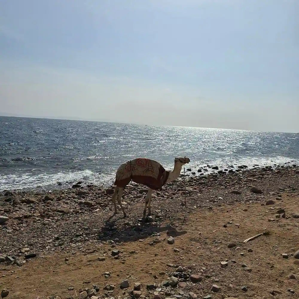 Sharm El Sheikh: Safari de Jipe 4x4 para Blue Hole, Canyon e Dahab