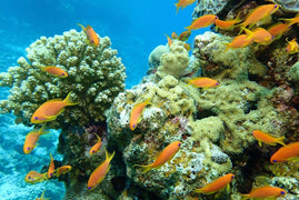 Sharm El Sheikh: Safari Jeepem 4x4 do Blue Hole, Kanionu i Dahab