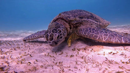 Marsa Alam: Croazieră VIP de elită cu snorkeling și prânz la Turtle Bay