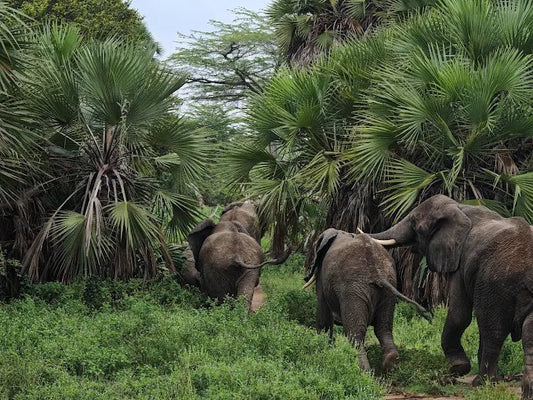 Dar es Salaam: 3 - Day Selous Game Reserve Safari