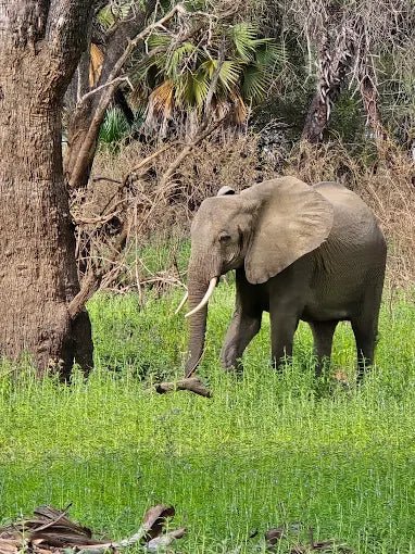 Dar es Salaam: 3 - Day Selous Game Reserve Safari