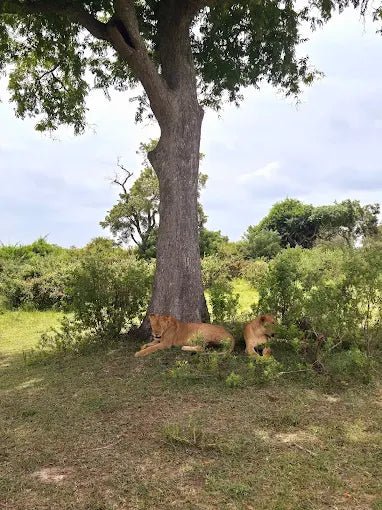 Dar es Salaam: 3 - Day Selous Game Reserve Safari
