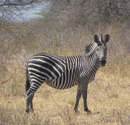 Dar es Salaam: 3 - Day Selous Game Reserve Safari