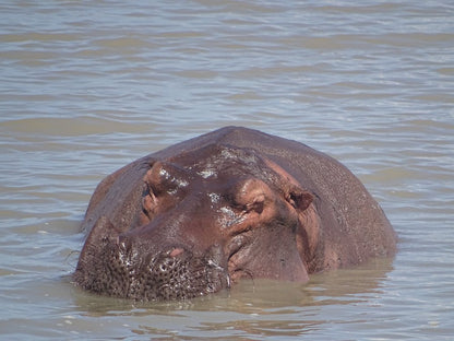 Dar es Salaam: 3 - Day Selous Game Reserve Safari