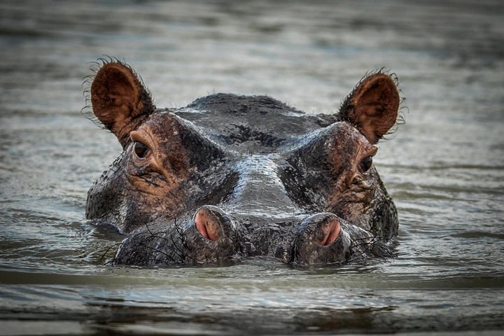 Dar es Salaam: 3 - Day Selous Game Reserve Safari