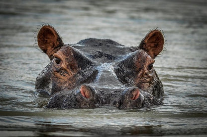 Dar es Salaam: 3 - Day Selous Game Reserve Safari
