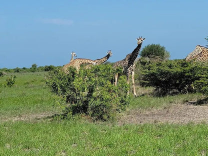 Dar es Salaam: 4 - Days Private Bagamoyo and Saadani Safari with Beach and Wildlife Tour