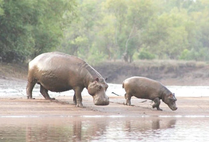 Dar es Salaam: 4 - Days Private Bagamoyo and Saadani Safari with Beach and Wildlife Tour