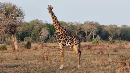 Dar es Salaam: 4 - Days Private Bagamoyo and Saadani Safari with Beach and Wildlife Tour