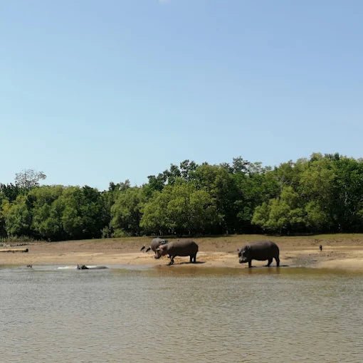 Dar es Salaam: 4 - Days Private Bagamoyo and Saadani Safari with Beach and Wildlife Tour