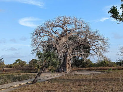 Dar es Salaam: 4 - Days Private Bagamoyo and Saadani Safari with Beach and Wildlife Tour
