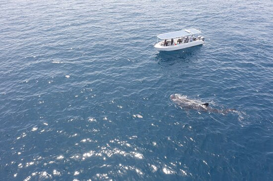 Mascate : excursion d’observation des oiseaux et de snorkeling sur l’île d’Al Fahal