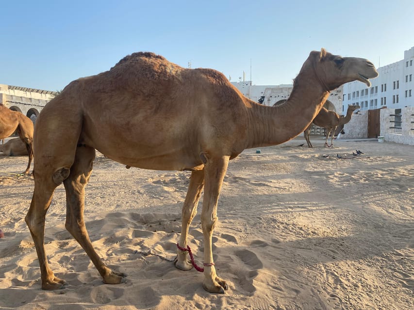 Doha: 4 - Hour Guided City Tour with Hotel and Airport Pickup