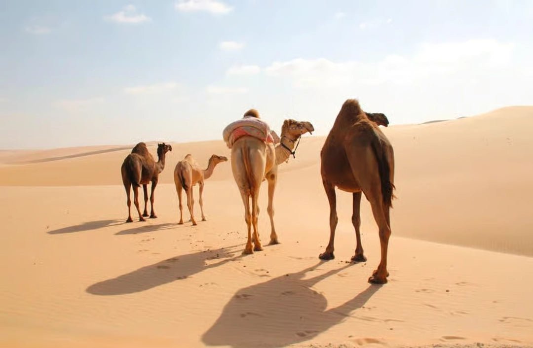 Doha: 4x4 Desert Tour with Inland Sea and Optional Activities