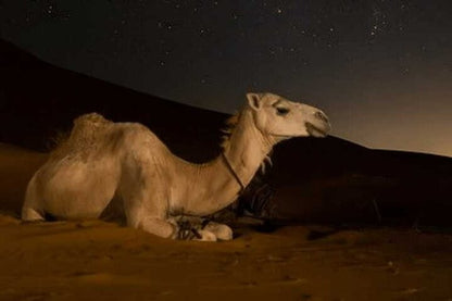 Doha: 4x4 Night Desert Safari with Dune Bashing