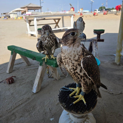 Doha: Combo Private City Tour and Half - Day Desert Safari