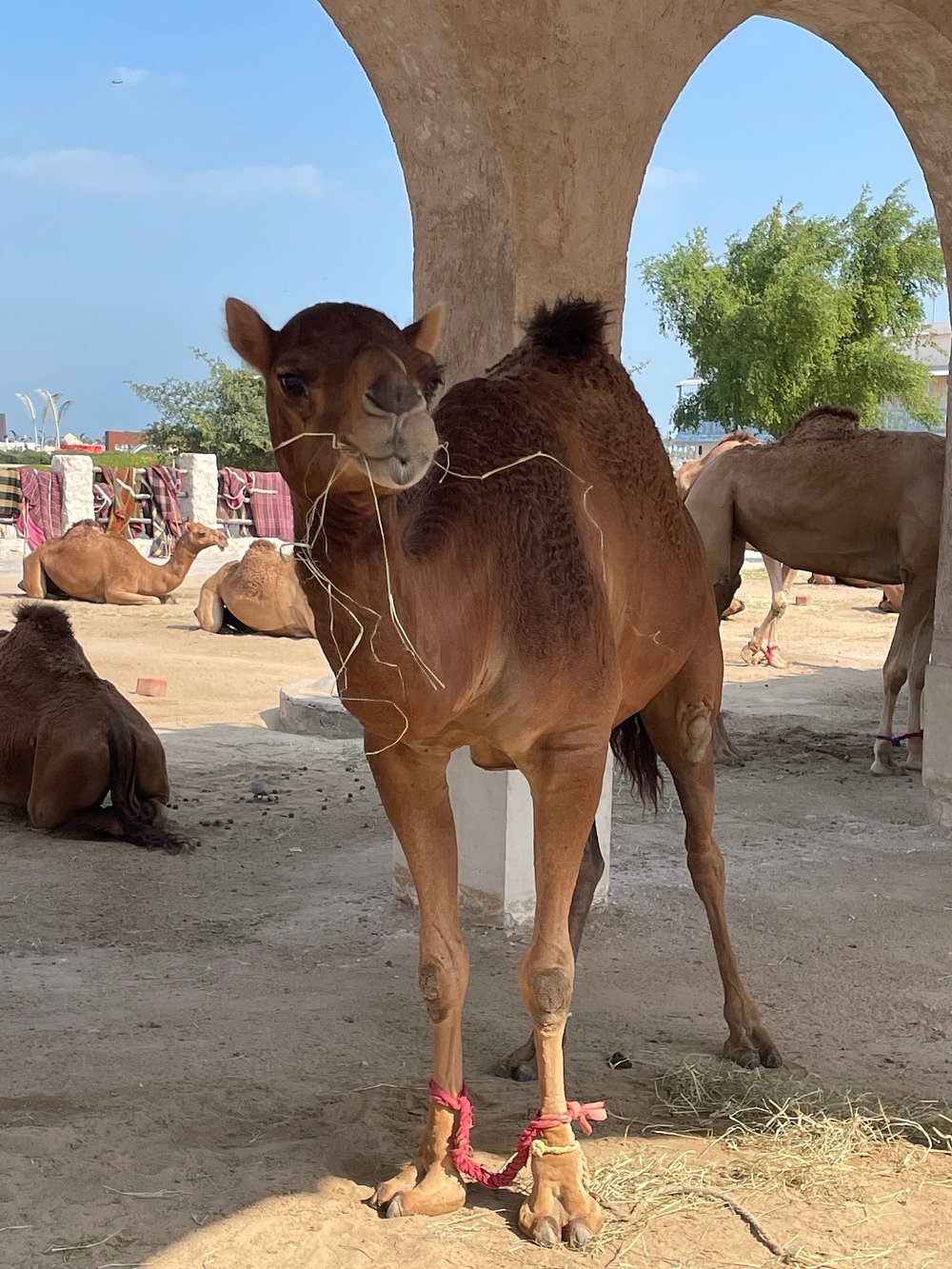 Doha: Create Your Own 4 - Hour Custom Guided City Tour