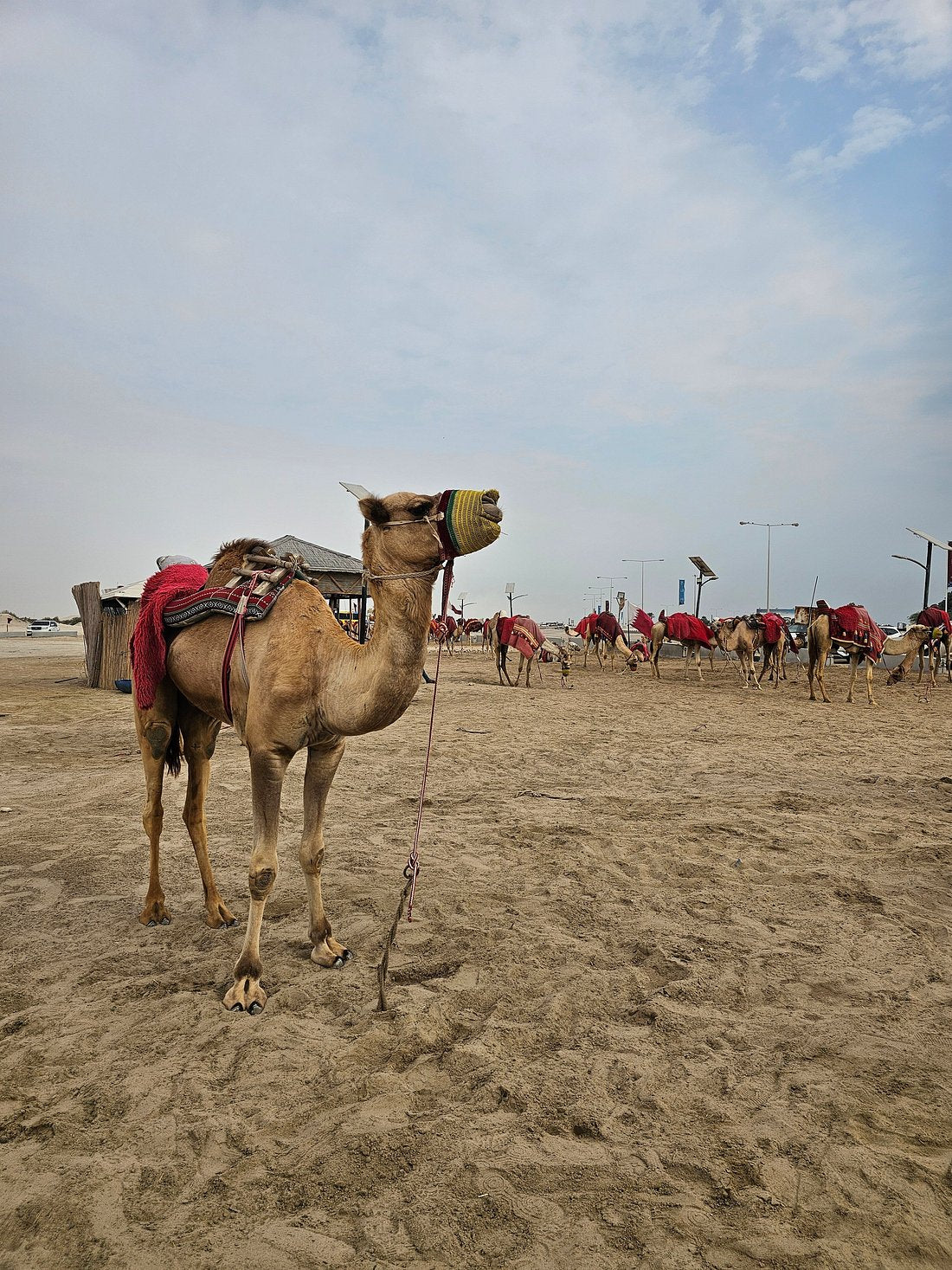 Doha: Desert Safari, Sandboarding and Optional Camel Ride Tour