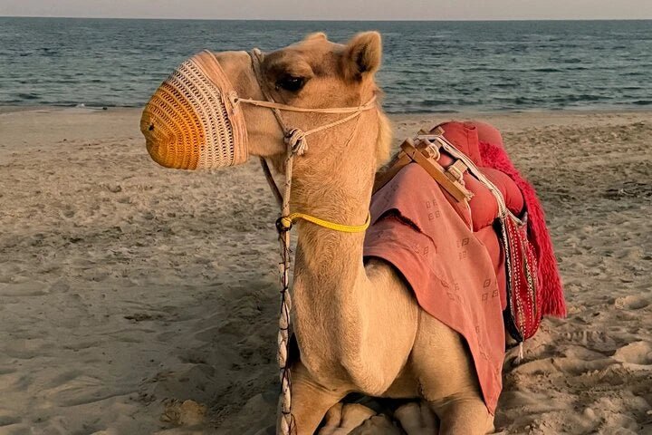 Doha: Desert Safari with Quad Bike, Dune Buggy or Camel Ride