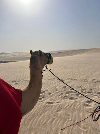Doha: Full - Day Desert Safari with Dune Bashing and Lunch or Dinner