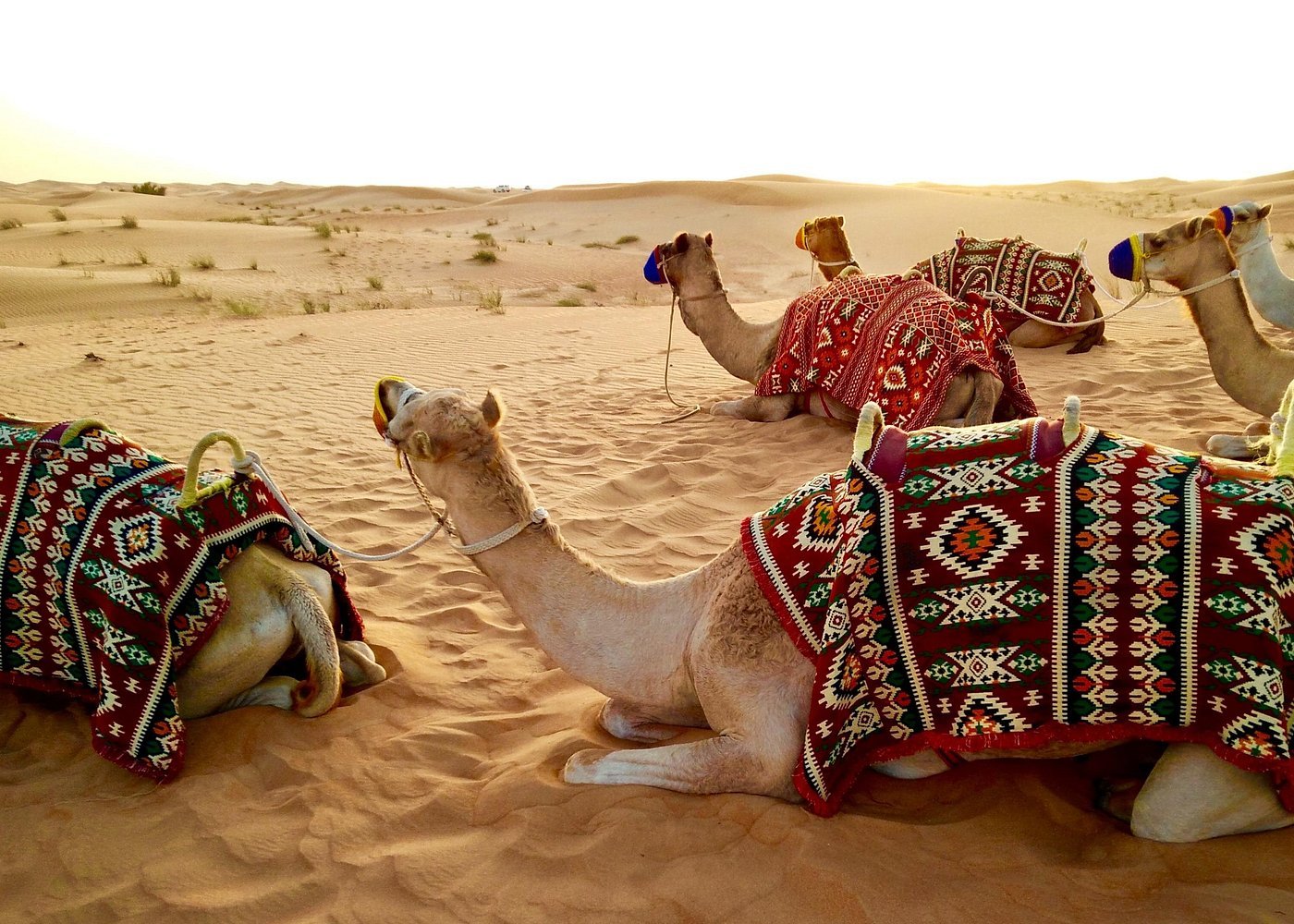 Doha: Full - Day Private Desert Safari with Camel Ride, Inland Sea and BBQ Dinner