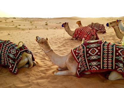Doha: Full - Day Private Desert Safari with Camel Ride, Inland Sea and BBQ Dinner