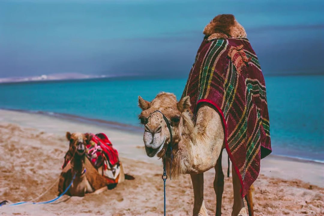 Doha: Full - Day Private Desert Safari with Lunch or Dinner