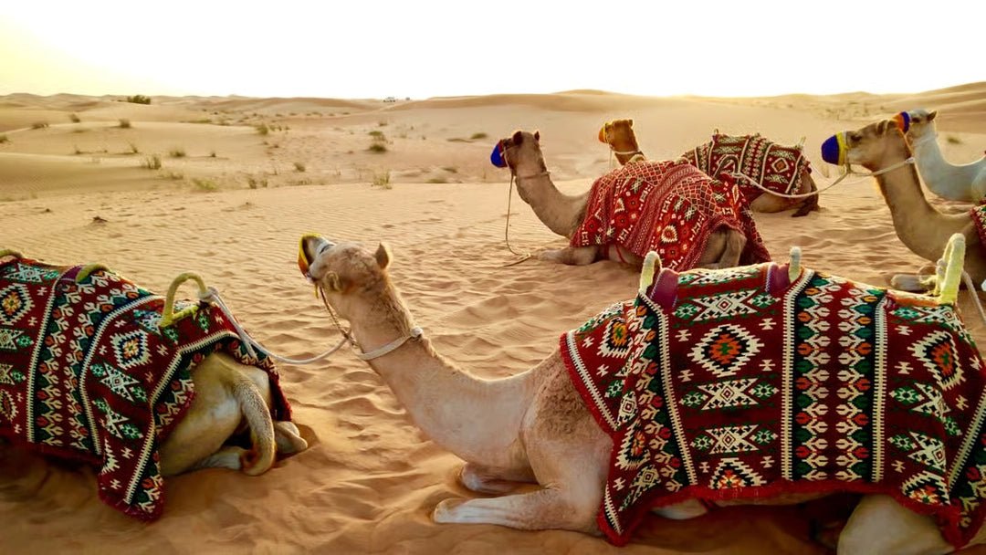 Doha: Full - Day Private Desert Safari with Lunch or Dinner