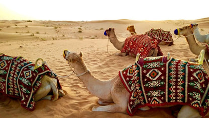 Doha: Full - Day Private Desert Safari with Lunch or Dinner