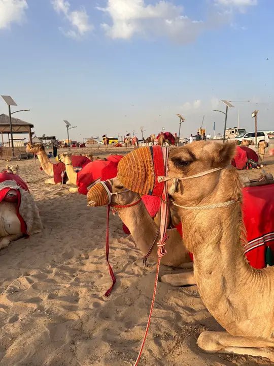Doha: Half Day Desert Safari, Camel Riding, ATV and Sand Surfing