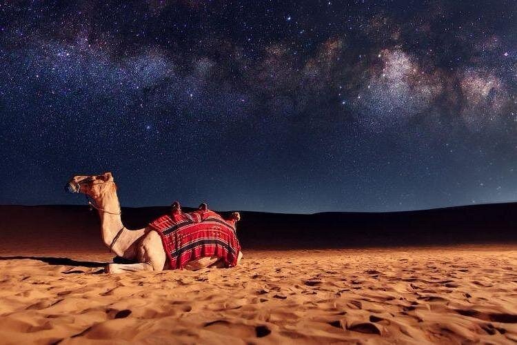 Doha: Night Desert Safari with Camel Ride, Dune Bashing, and Stargazing
