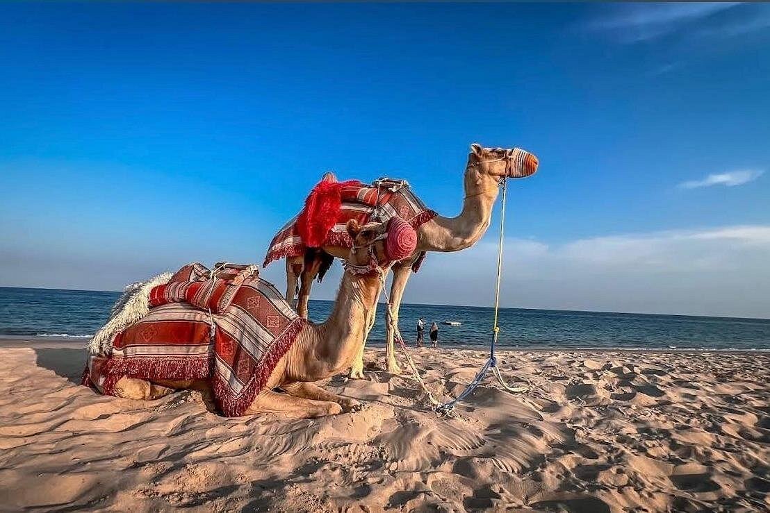 Doha: Night Desert Safari with Camel Ride, Dune Bashing, and Stargazing