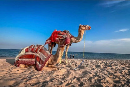 Doha: Night Desert Safari with Camel Ride, Dune Bashing, and Stargazing