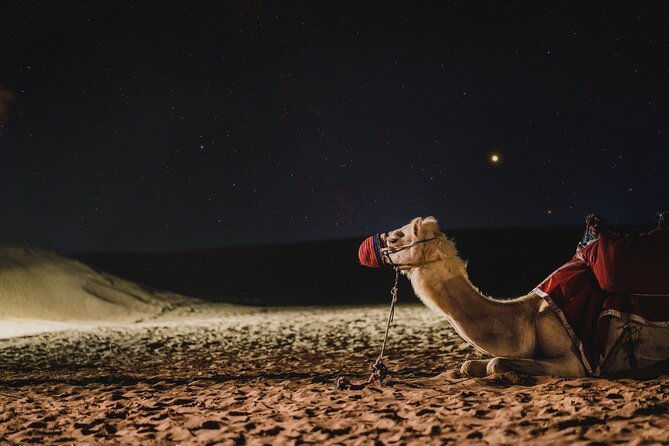 Doha: Night Desert Safari with Camel Ride, Dune Bashing, and Stargazing