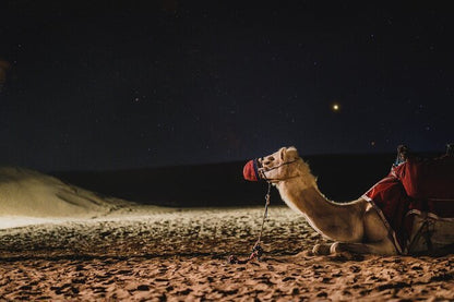 Doha: Night Desert Safari with Camel Ride, Dune Bashing, and Stargazing
