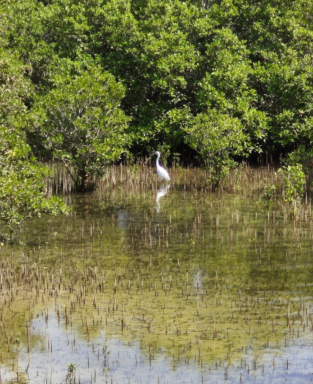 Doha: North of Qatar Tour to Al Zubara Fort, Al Khor, and Al Jumail Village