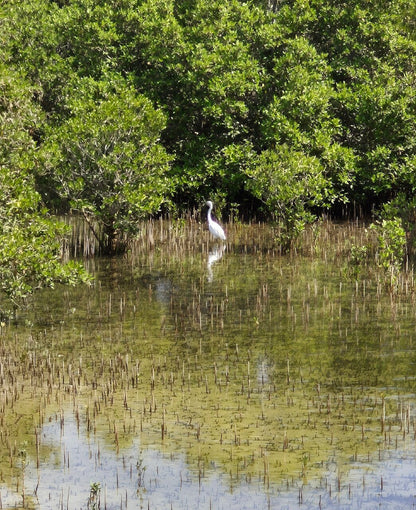 Doha: North of Qatar Tour to Al Zubara Fort, Al Khor, and Al Jumail Village