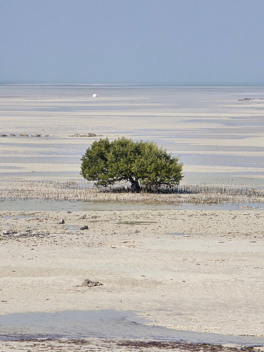 Doha: Northern Qatar, Zubara Fort, Purple Island & Mangroves Private Tour