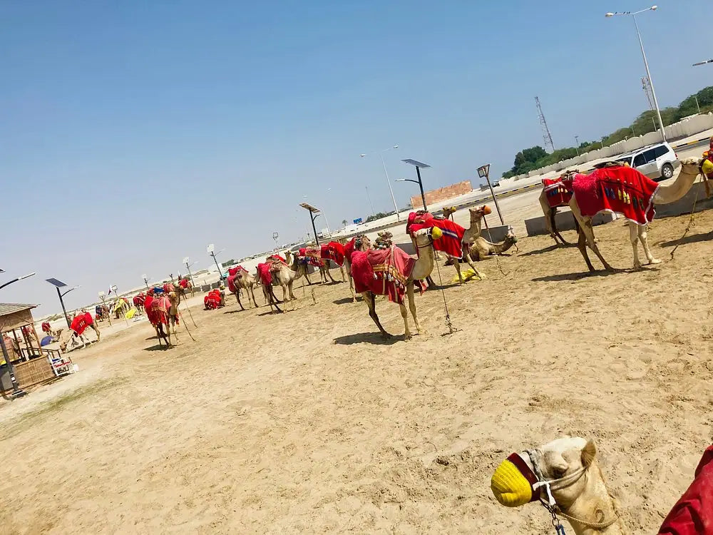 Doha: Private City Tour with Desert Safari Combo