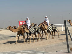 Doha: Private Guided Day tour of Northern and Western Qatar