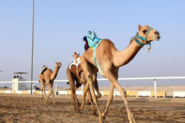 Doha: Private Guided Day tour of Northern and Western Qatar
